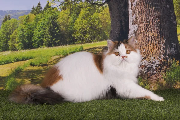 Scottish cat playing in the forest on a sunny summer day — Stock Photo, Image