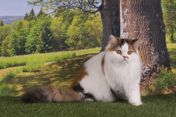 Шотландський кішка, граючи в лісі на Сонячний літній день — стокове фото