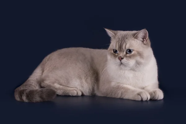 Βρετανική γάτα σε μπλε φόντο απομονωθεί — Φωτογραφία Αρχείου