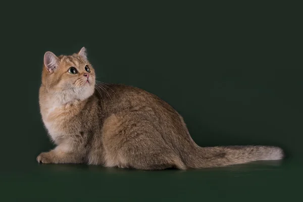 Chat britannique doré sur fond vert isolé — Photo