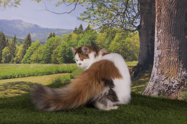 Gato escocês brincando na floresta em um dia ensolarado de verão — Fotografia de Stock