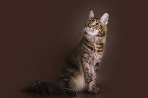 Maine Coon sobre un fondo marrón aislado — Foto de Stock