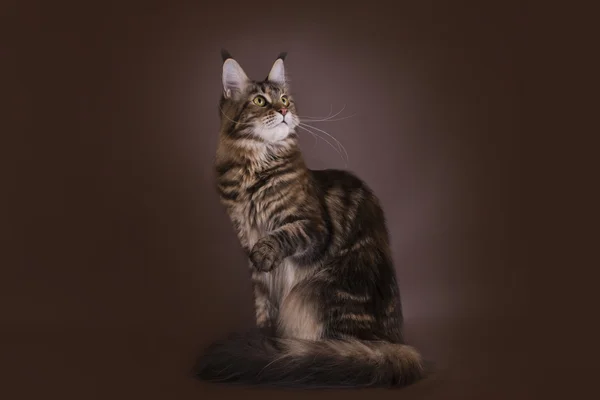 Maine Coon auf braunem Hintergrund isoliert — Stockfoto