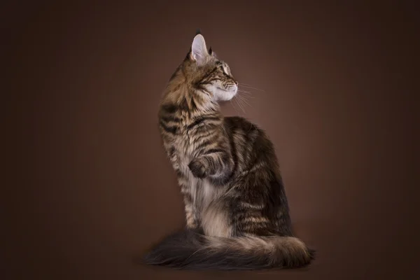 Maine Coon na hnědé pozadí izolované — Stock fotografie