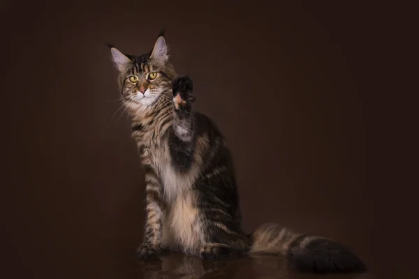 Maine Coon em um fundo marrom isolado — Fotografia de Stock