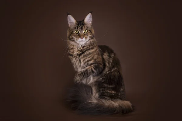 Maine Coon on a brown background isolated — Stock Photo, Image