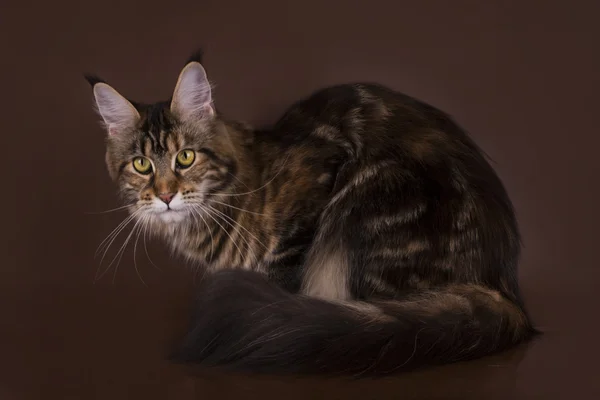 Maine Coon on a brown background isolated — Stock Photo, Image
