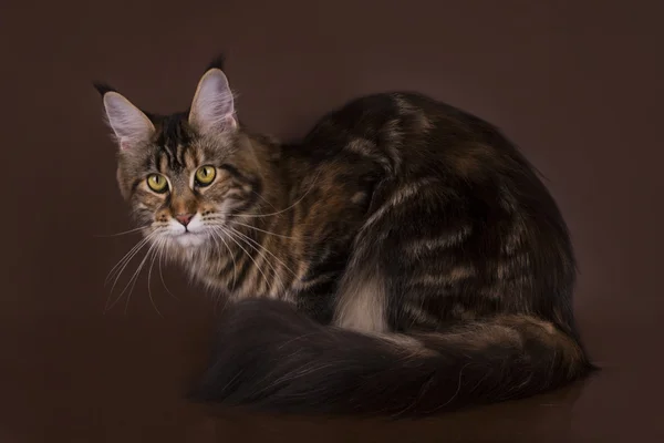 Maine Coon em um fundo marrom isolado — Fotografia de Stock