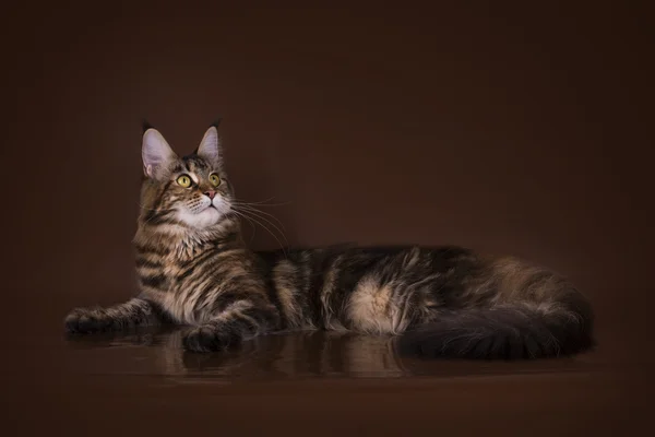 Maine Coon sobre un fondo marrón aislado — Foto de Stock