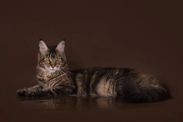 Maine Coon auf braunem Hintergrund isoliert — Stockfoto