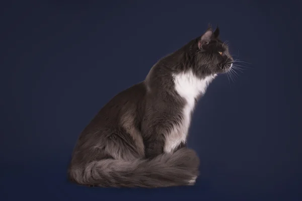 Maine Coon sobre un fondo azul aislado — Foto de Stock