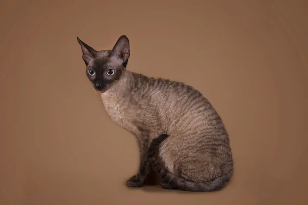 Корнуольская кошка-рекс изолирована на бежевом фоне — стоковое фото