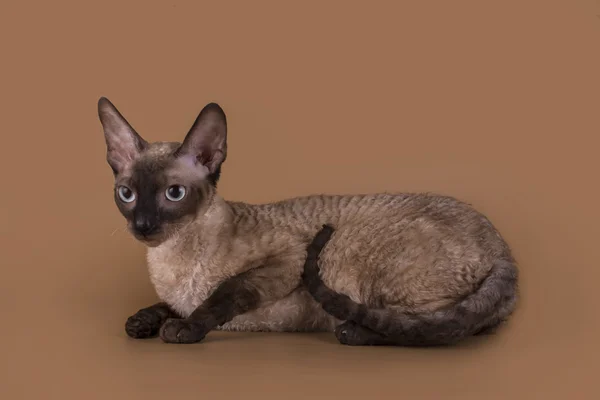 Cornish Rex gato isolado em um fundo bege — Fotografia de Stock