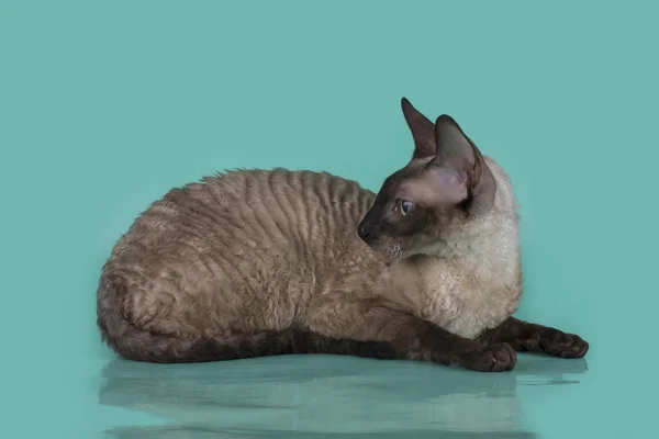 Корніш Рекс кішка ізольовані на синьому тлі — стокове фото