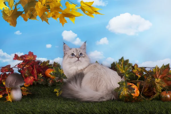 Chat sibérien sur l'herbe avec des feuilles d'automne — Photo