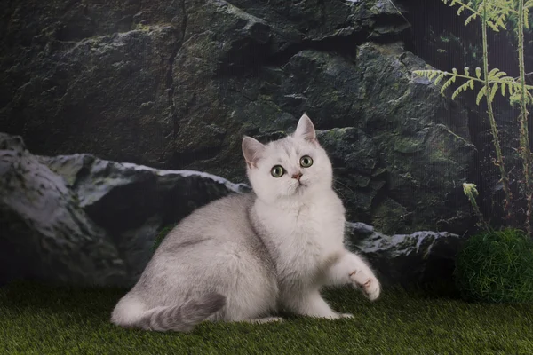 Британський кіт срібло в горах — стокове фото