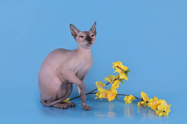 Esfinge no fundo azul isolado — Fotografia de Stock