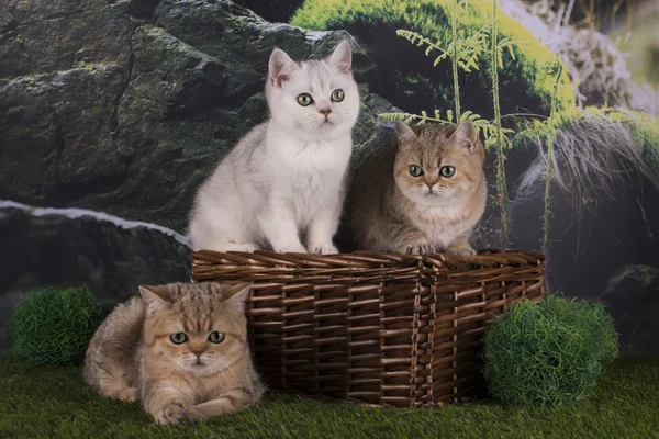 Βρετανικά γατάκια στα βουνά — Φωτογραφία Αρχείου