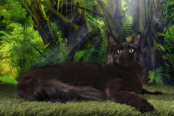 Чорний Мейн Кун у джунглі — стокове фото