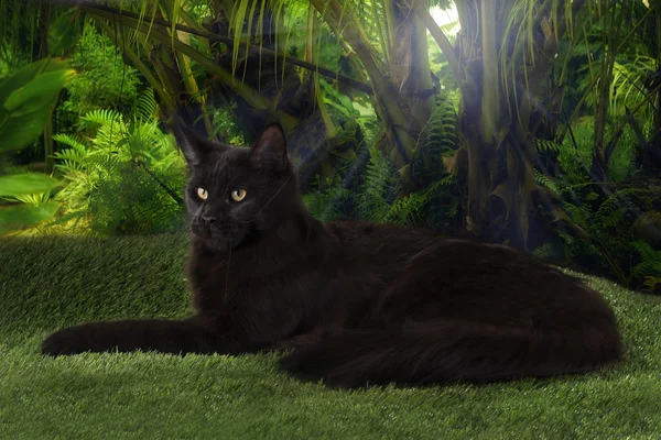 Black Maine Coon na selva — Fotografia de Stock