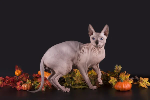 Esfinge e folhas de outono em um fundo preto isolado — Fotografia de Stock