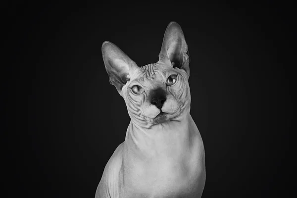 Sphinx isolated on a black background — Stock Photo, Image