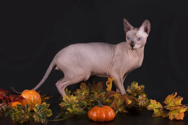 Esfinge e folhas de outono em um fundo preto isolado — Fotografia de Stock