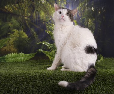 purebred kedi ormanda AVI