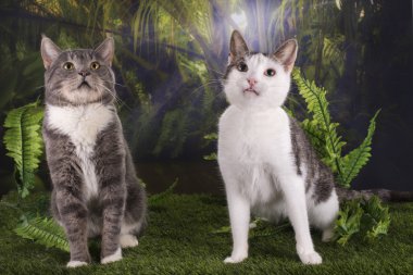 purebred kedi ormanda AVI