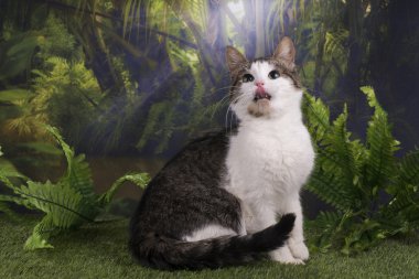 purebred kedi ormanda AVI