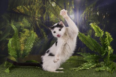 purebred kedi ormanda AVI