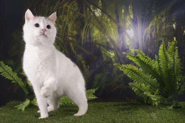 Purebred cat hunts in the jungle — Stock Photo, Image