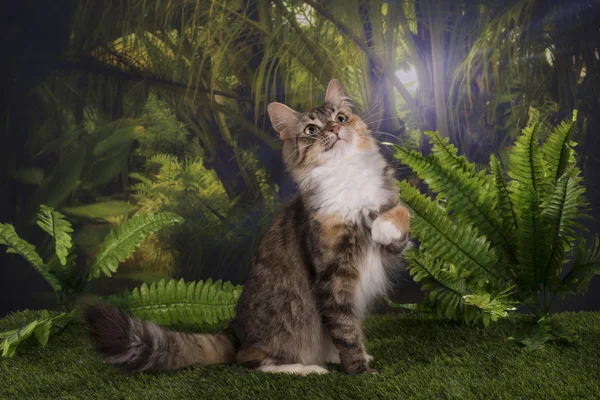 Чистокровні полювання на котів у джунглях — стокове фото