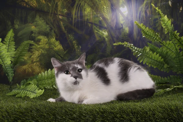 Purebred cat hunts in the jungle — Stock Photo, Image