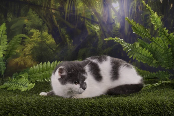Чистокровные кошки охотятся в джунглях — стоковое фото