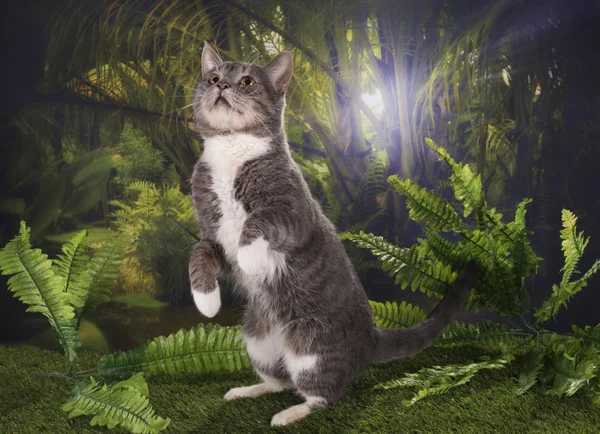 Purebred cat hunts in the jungle — Stock Photo, Image