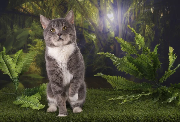 Purebred cat hunts in the jungle — Stock Photo, Image