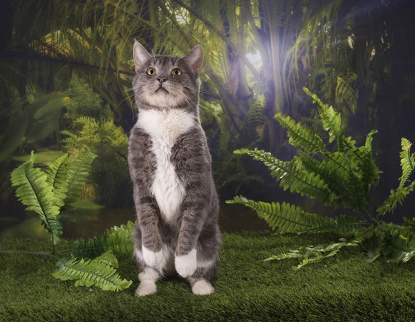 Purebred kedi ormanda AVI — Stok fotoğraf