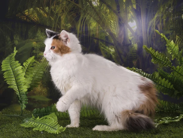 Purebred cat hunts in the jungle — Stock Photo, Image