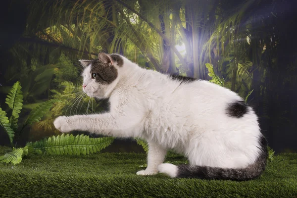 Caças de gatos puros na selva — Fotografia de Stock