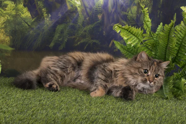 Caças de gatos puros na selva — Fotografia de Stock