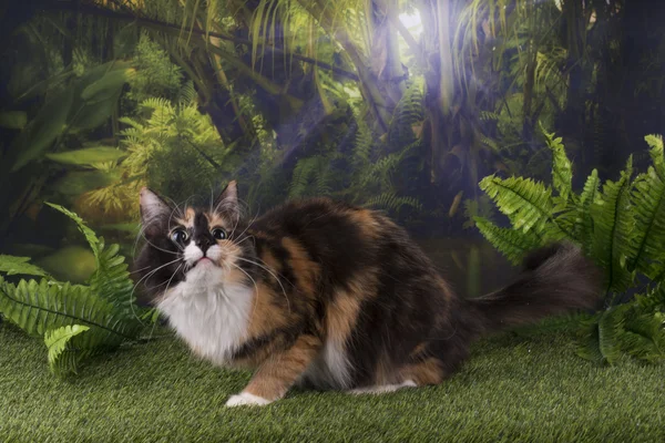 Purebred cat hunts in the jungle — Stock Photo, Image