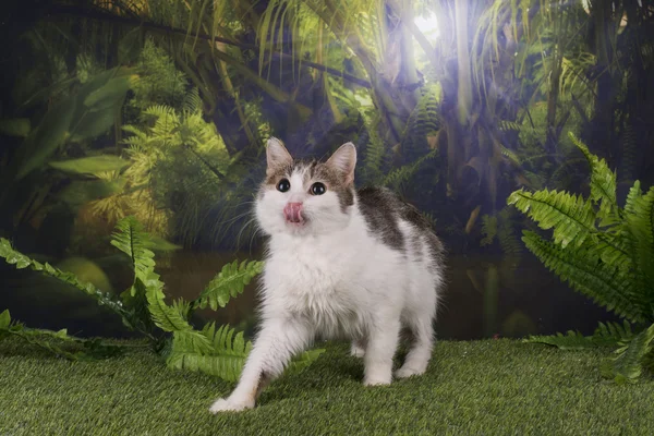 Purebred katt jagar i djungeln — Stockfoto