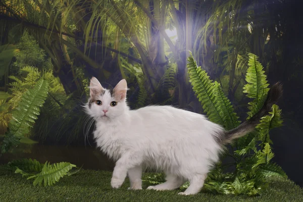 Caças de gatos puros na selva — Fotografia de Stock