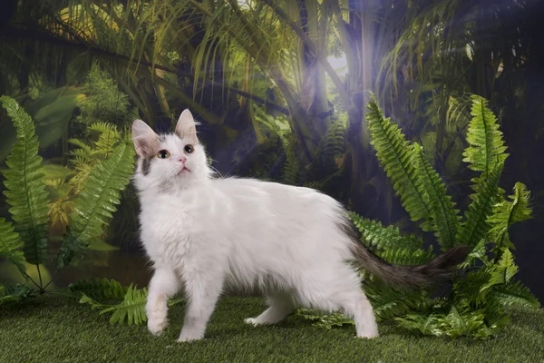 Caças de gatos puros na selva — Fotografia de Stock