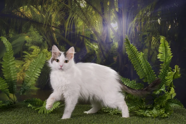 Καθαρόαιμος γάτα κυνηγάει στη ζούγκλα — Φωτογραφία Αρχείου