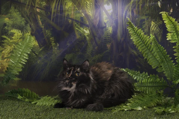 Rasowe zwierzę Kot poluje w dżungli — Zdjęcie stockowe