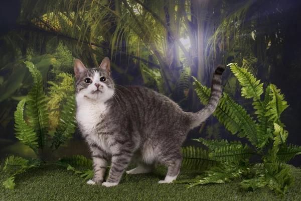 Purebred cat hunts in the jungle — Stock Photo, Image