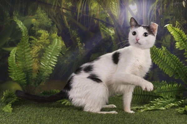 Purebred cat hunts in the jungle — Stock Photo, Image