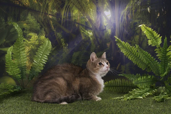Purebred kedi ormanda AVI — Stok fotoğraf